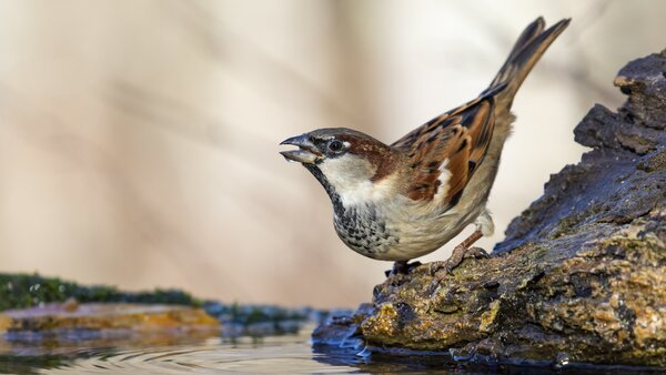 Beautiful shot of a sparrow bird on the rock in the forest