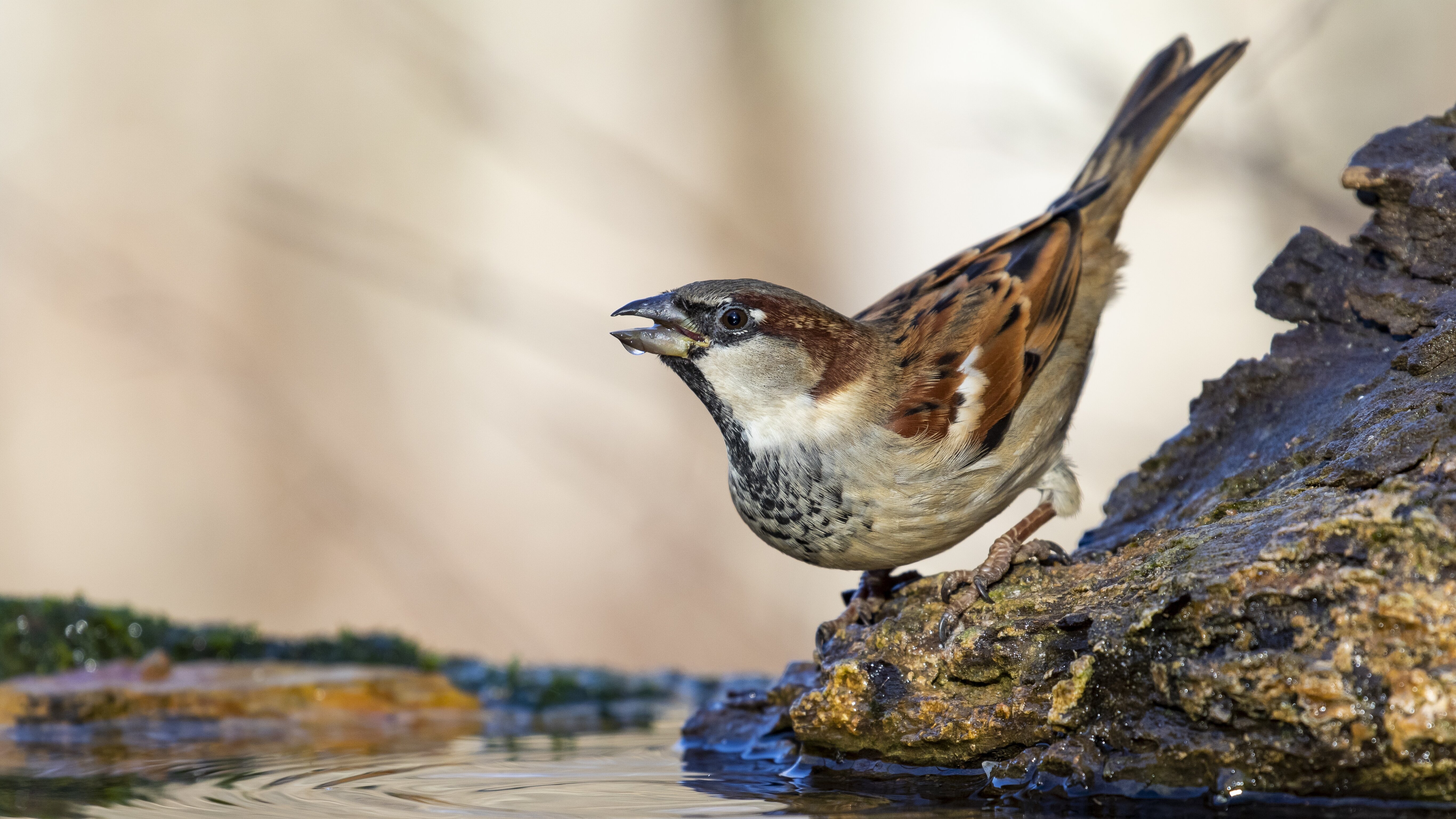Beautiful shot of a sparrow bird on the rock in the forest